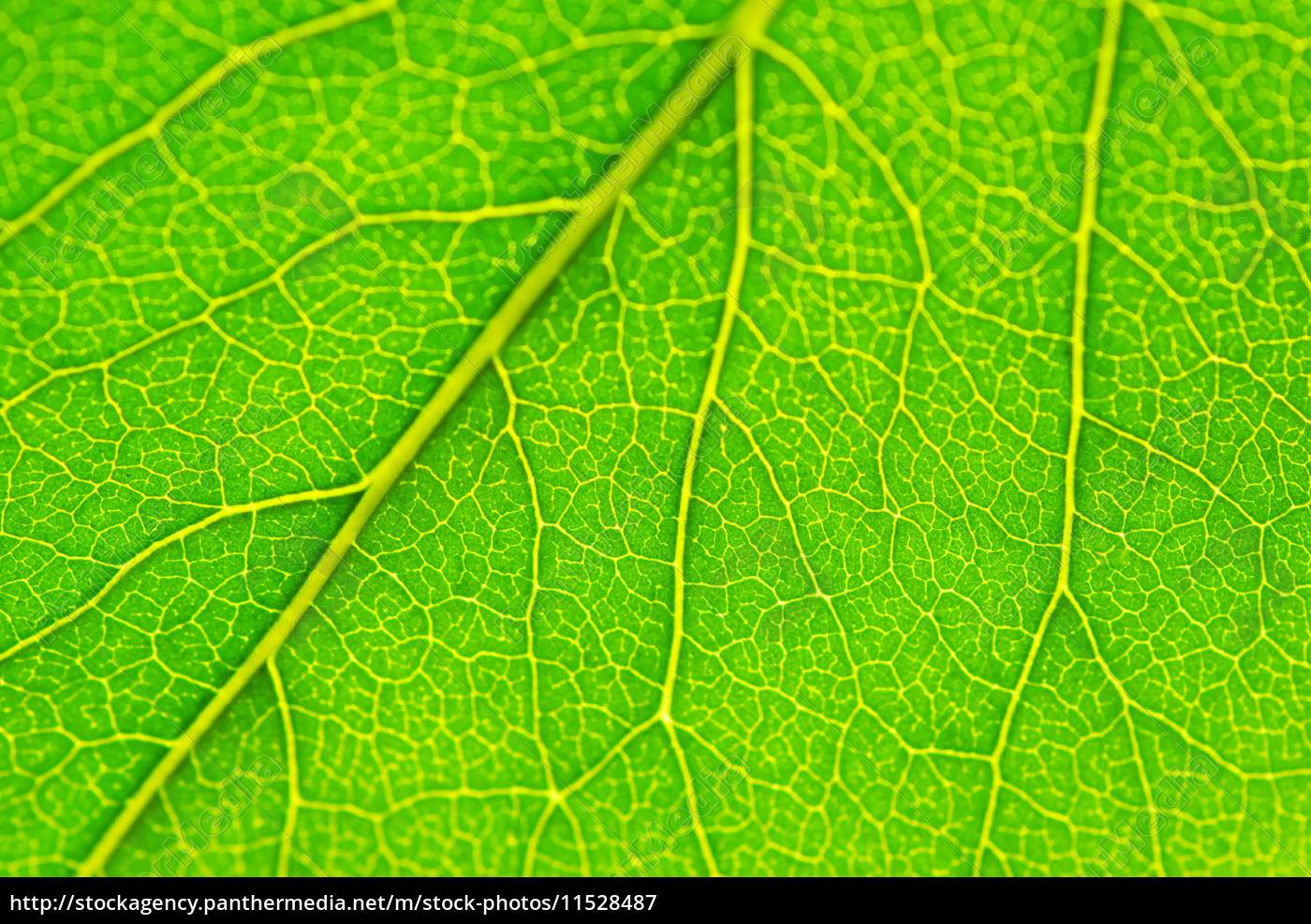 structure-of-leaf-royalty-free-image-11528487-panthermedia-stock