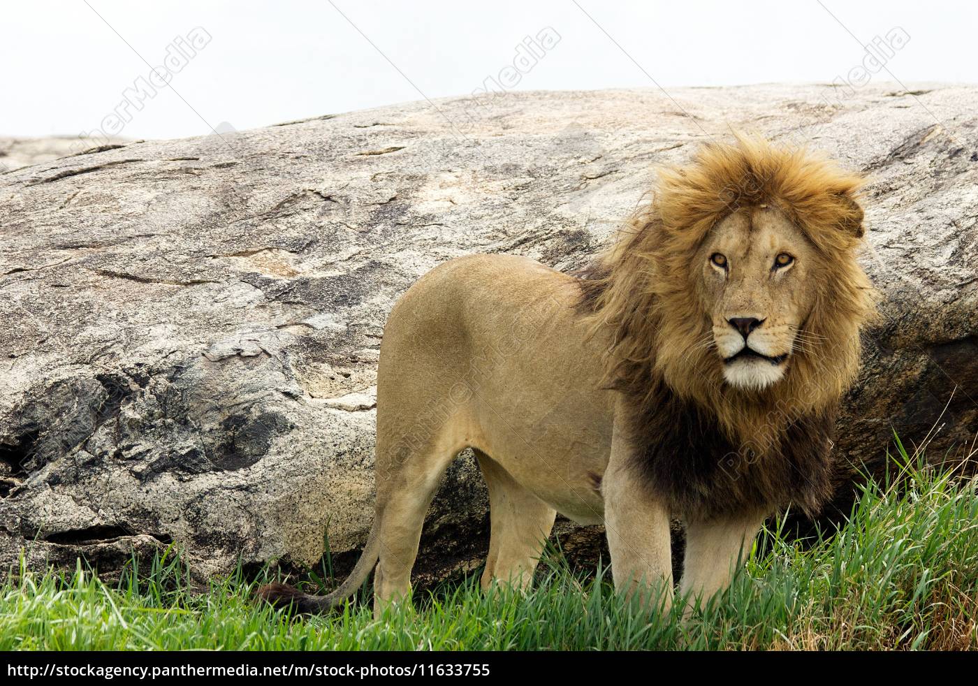 Majestic African Lion, Panthera leo, roams the African savannah,  representing the continent's iconic wildlife Stock Photo - Alamy