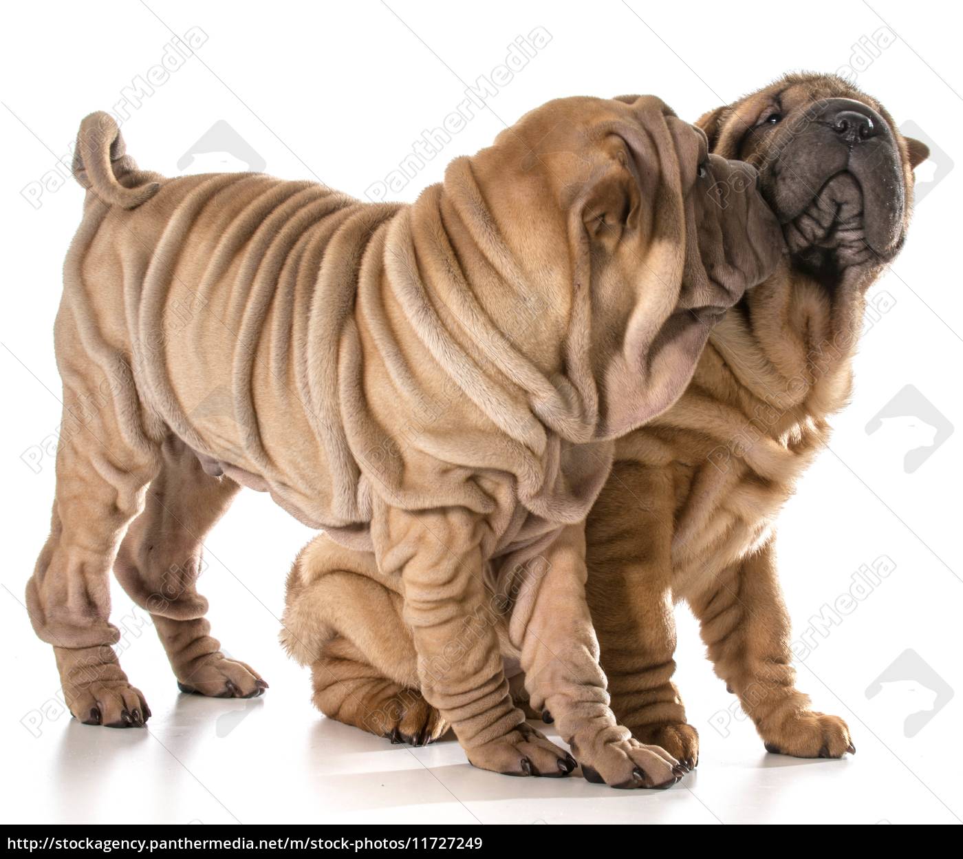 Two Chinese Shar Pei Puppies Royalty Free Image Panthermedia Stock Agency