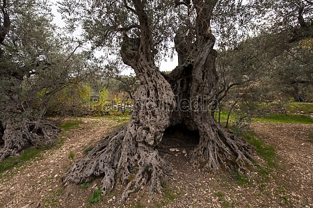 Ancient Olive Tree - Olives Unlimited