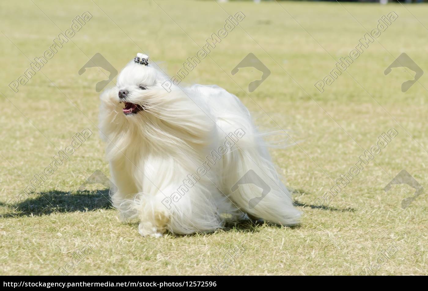 Maltese Dog Royalty Free Photo Panthermedia Stock Agency