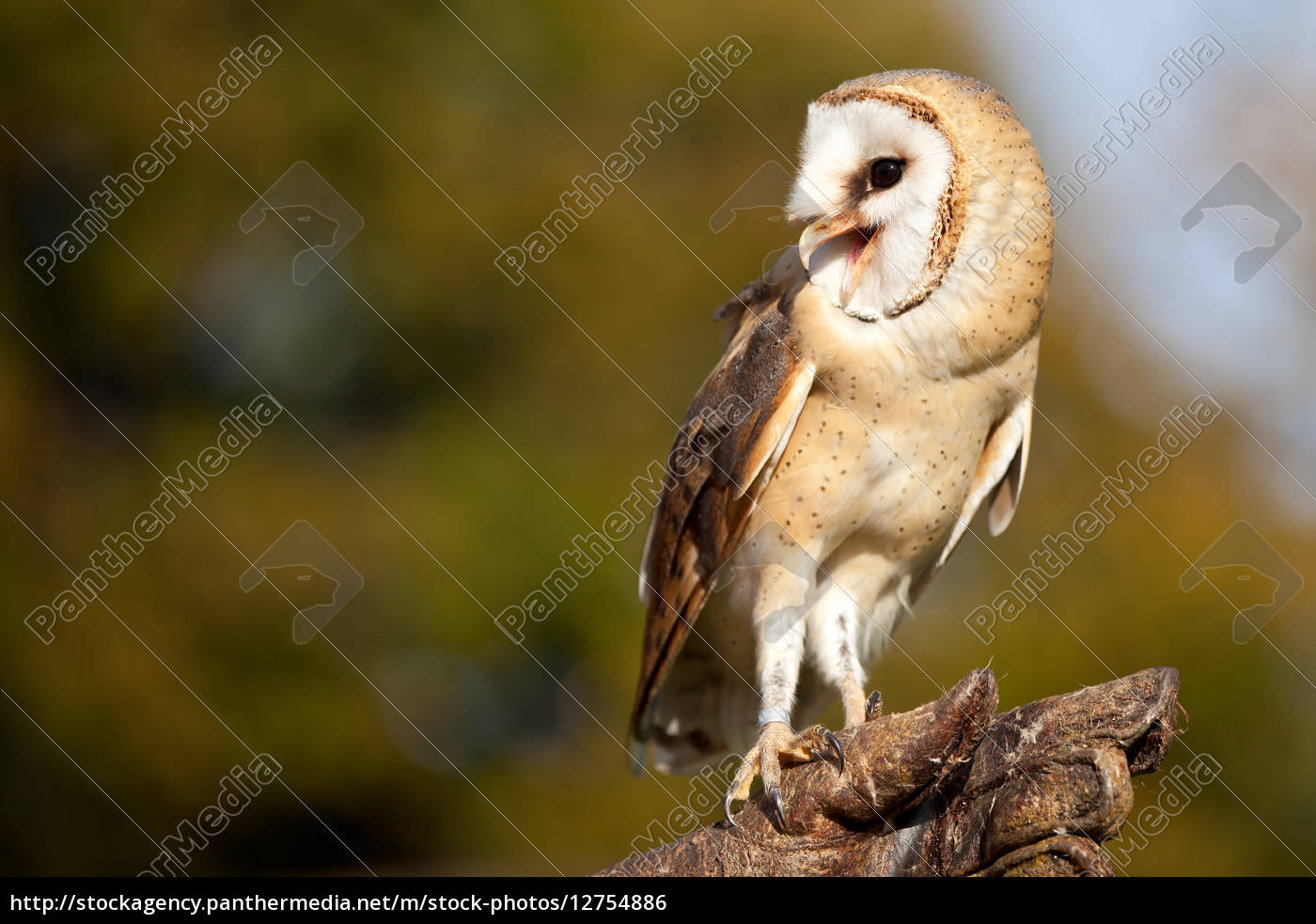 Barn Owl Stock Image 12754886 Panthermedia Stock Agency