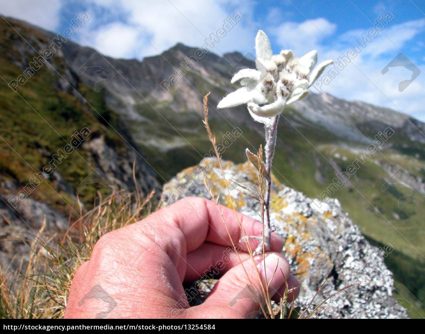 Edelweiss Edelweis Edelweiss Gebirge Alpen Berg Berge Royalty Free Photo 13254584 Panthermedia Stock Agency