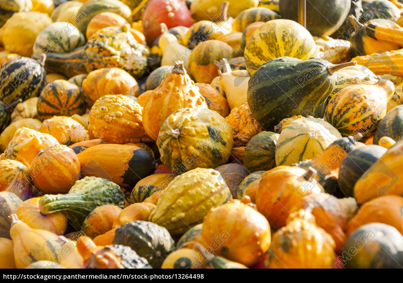 Decoration Mini Pumpkin Cucurbita Pumpkin Pumpkin Stock Image