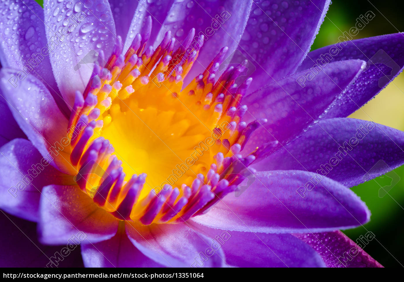 facebook cover photo lotus flower
