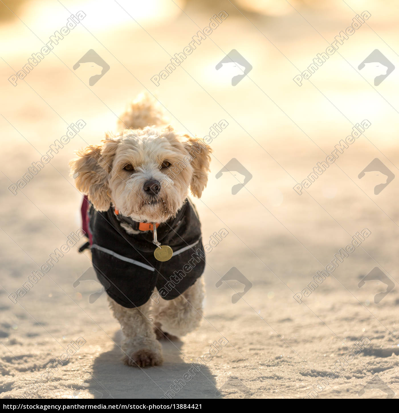 dog running jacket