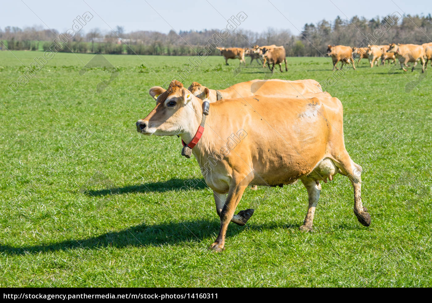 Jersey cattle running on a field - Stock Photo - #14160311