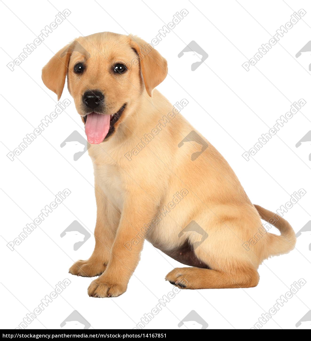 Adorable Labrador Puppy With Pink Tongue Royalty Free Image Panthermedia Stock Agency