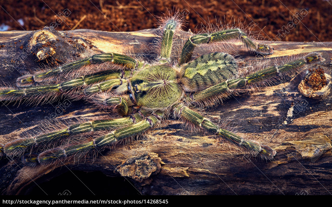 tarantula Poecilotheria rufilata - Stock Photo #14268545 | PantherMedia ...