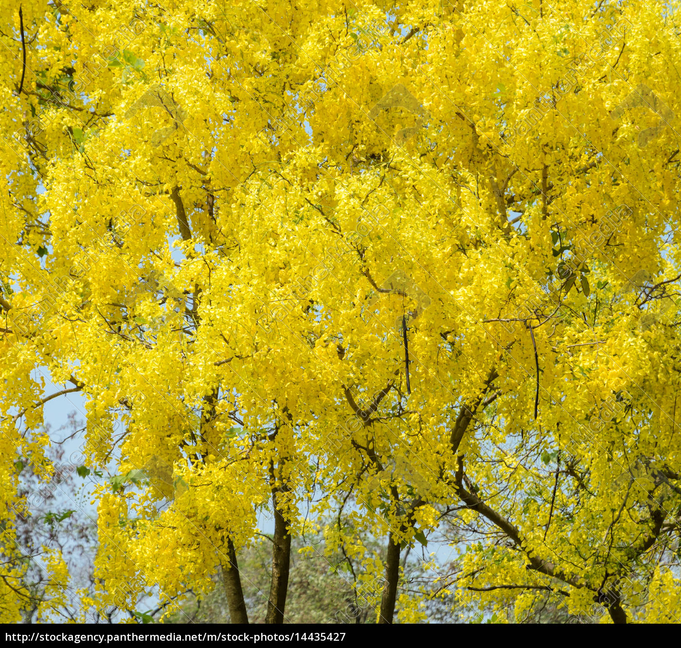 Golden Shower Tree (cassia fistula)