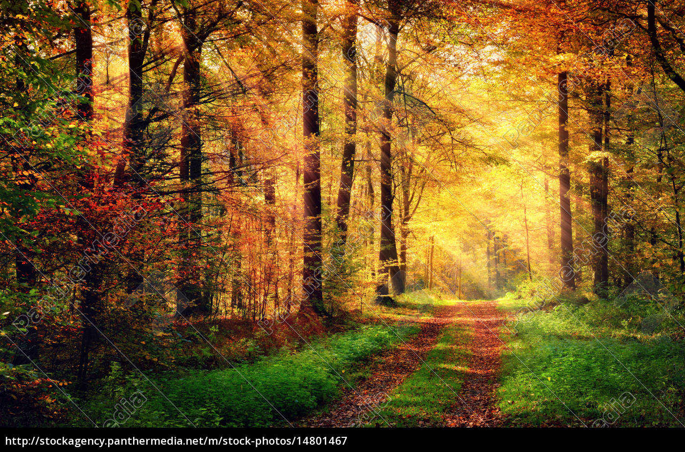 Autumn Winter Forest: Over 46,659 Royalty-Free Licensable Stock