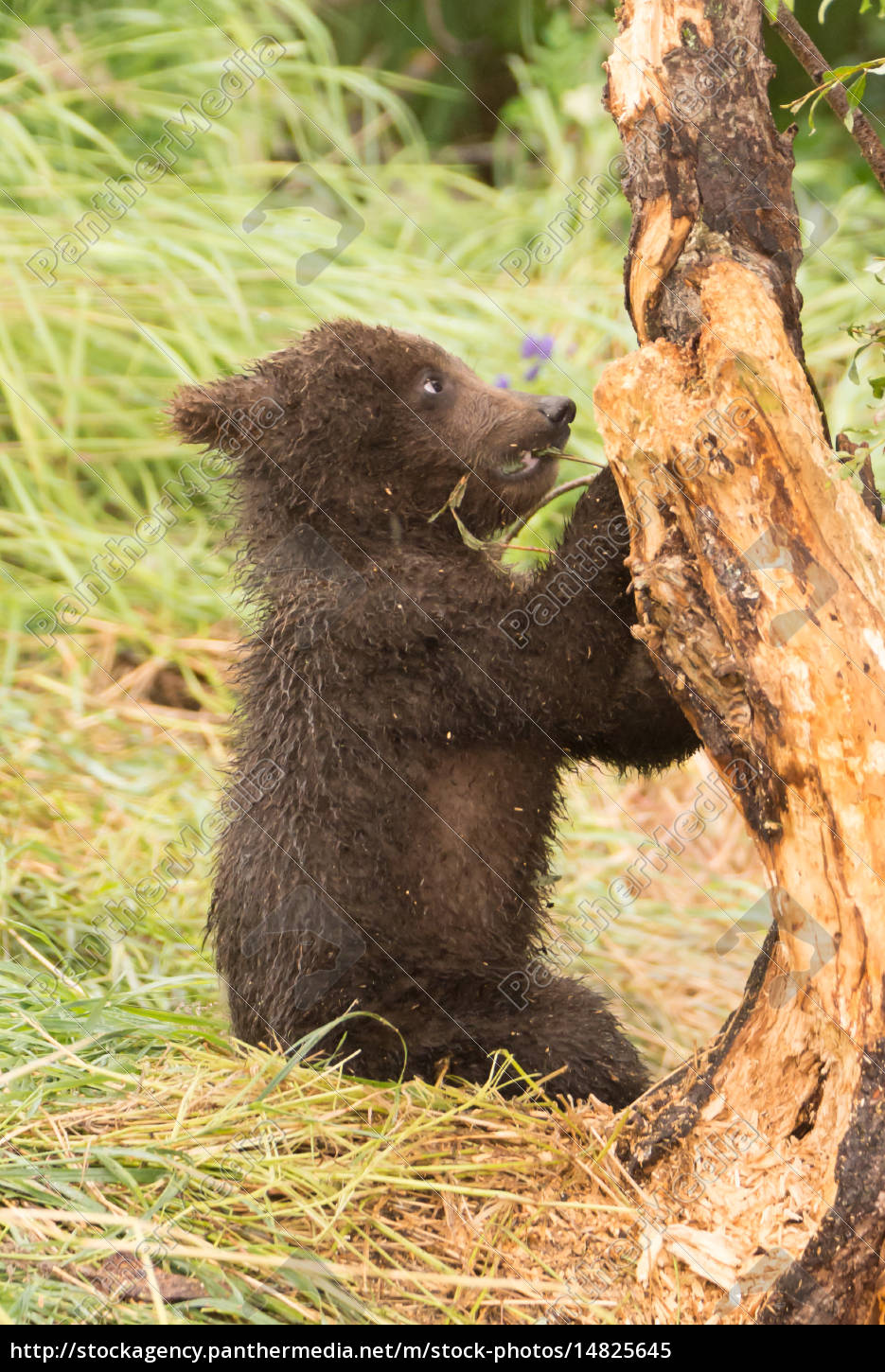 Brown Bear Cub Chews Branch Of Tree Stock Photo Panthermedia Stock Agency