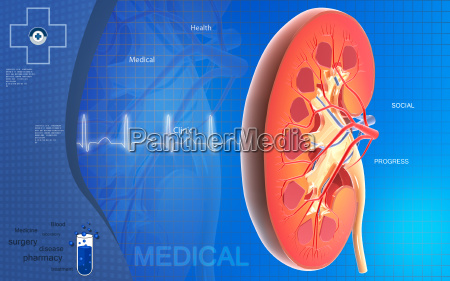 Bạn đang muốn sử dụng hình ảnh về thận trong một bài thuyết trình hoặc tài liệu của mình nhưng lại lo lắng về việc sử dụng sai quyền? Vì vậy hãy truy cập ngay vào bộ sưu tập hình ảnh về thận hoàn toàn miễn phí và được sử dụng mọi mục đích của chúng tôi. Thận người bắt mắt với chất lượng hình ảnh cao sẽ nhanh chóng thu hút được sự chú ý của của bạn.