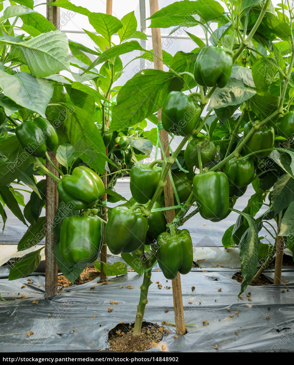 green bell pepper plant