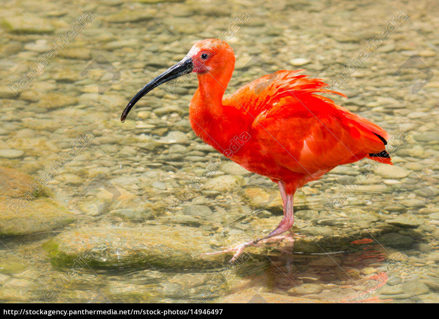 Scarlet Ibis wading through the water - Stock Photo - #14946497 ...