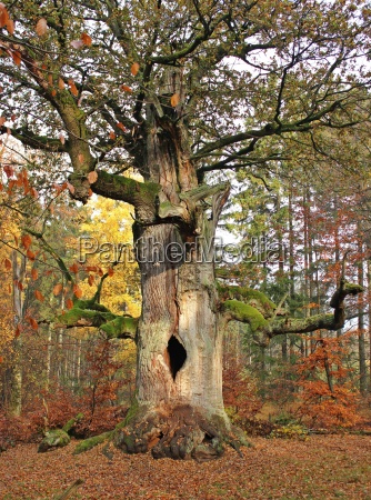 The 500 Year Old Fireplaces In The Sababurg Forest In Stock