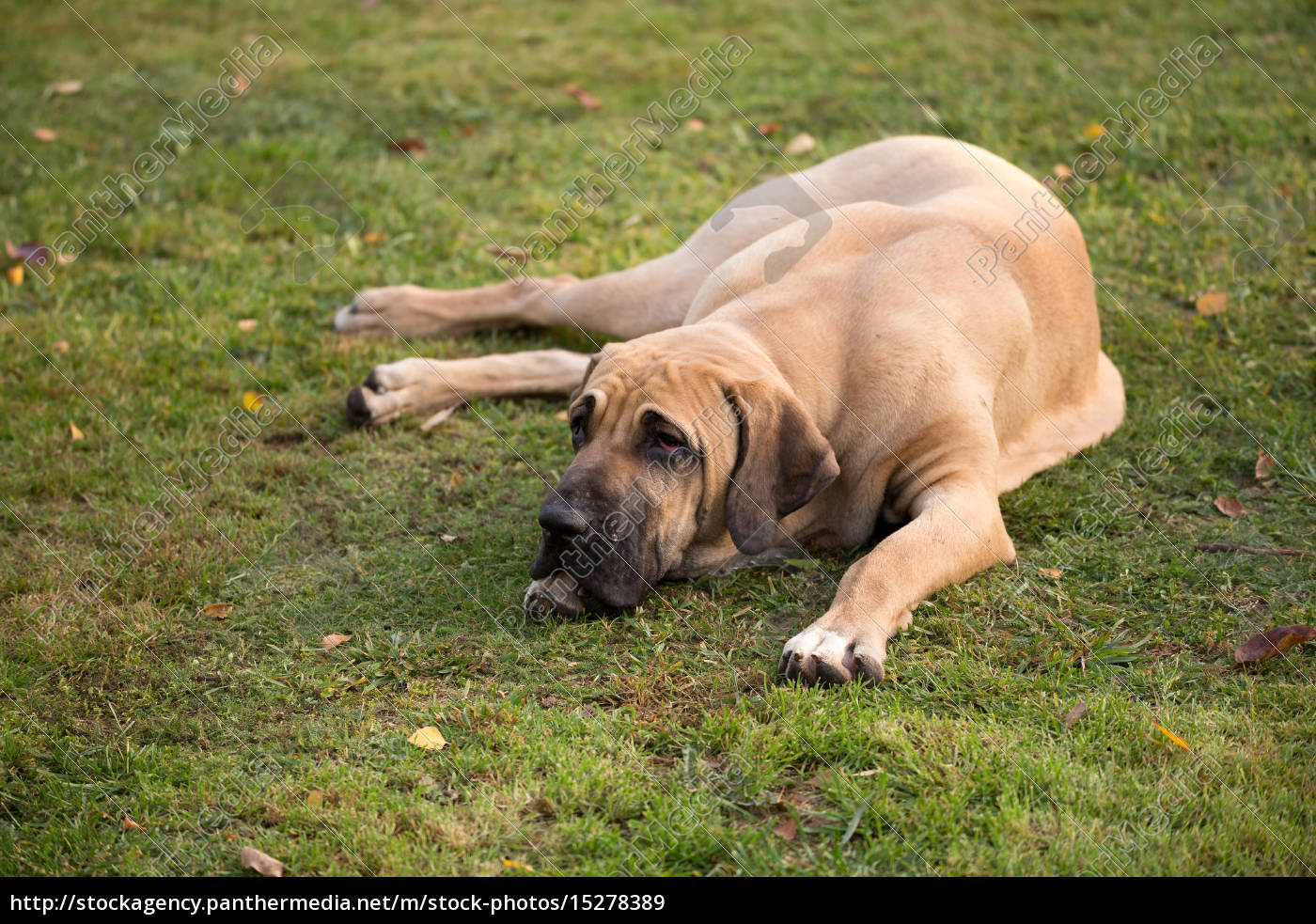 Fila Brasileiro Breed Dog Puppy In A Garden Stock Photo, Picture