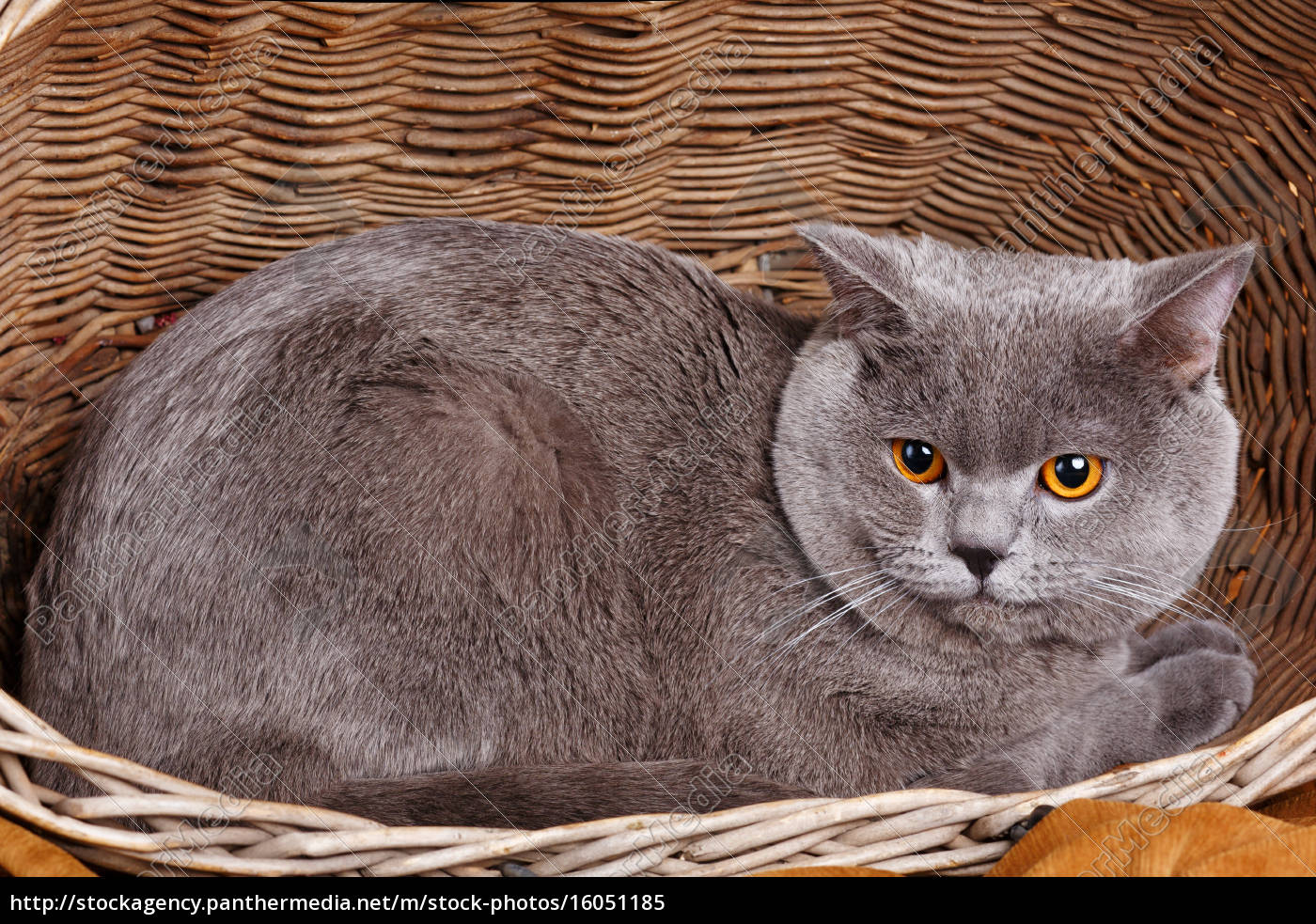 British Shorthair Cat On A Wooden Basket Royalty Free Image