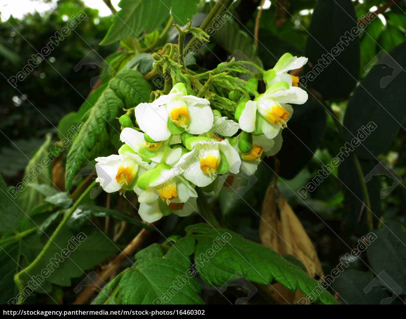 Balloon Vine Heart Same Cardiospermum Halicacabum Stock Image Panthermedia Stock Agency