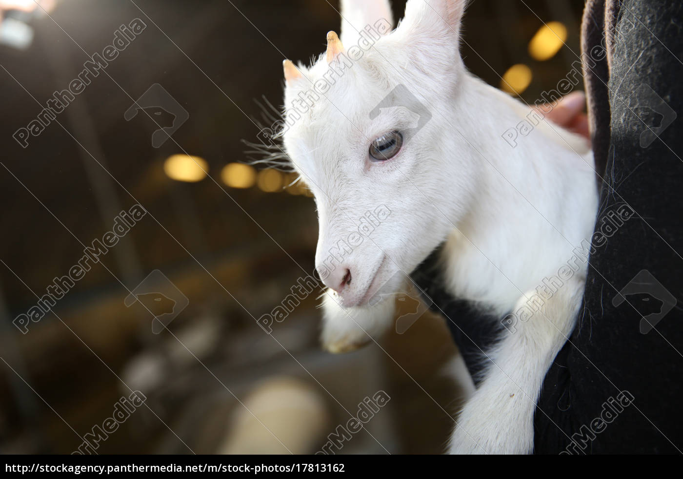Closeup Of White Baby Goat Stock Image 17813162