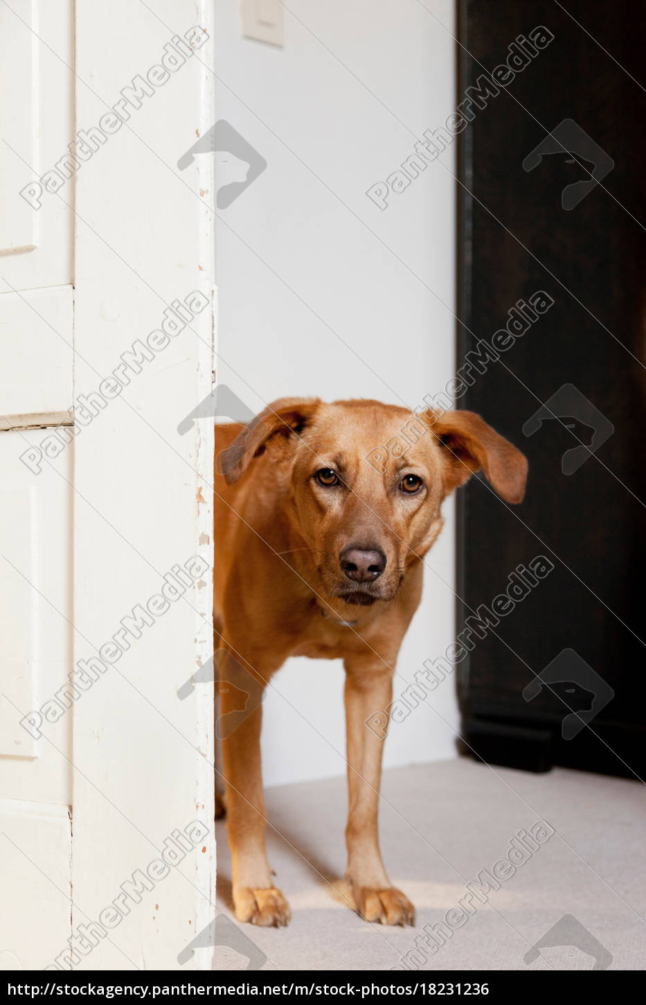 Dog Stand Royalty-Free Images, Stock Photos & Pictures