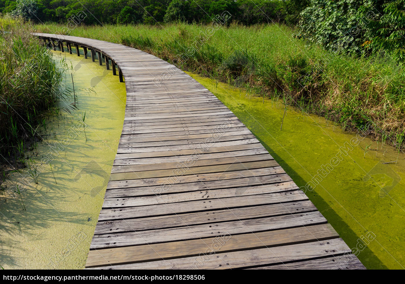 wooden-bridge-footpath-in-forest-royalty-free-image-18298506