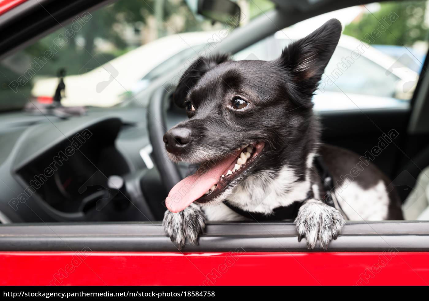 car window net for dogs