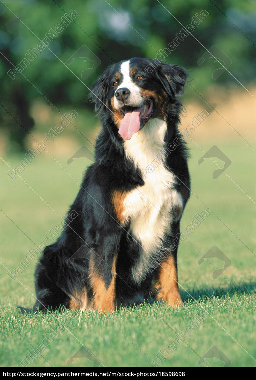 Bernese Mountain Dog Royalty Free Image Panthermedia Stock Agency