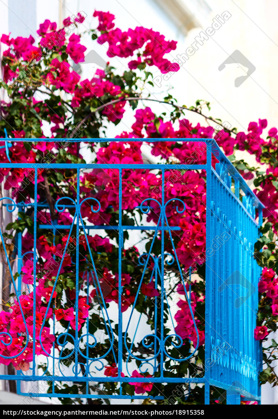 Blue Balcony With Pink Flowering Bougainvillea Stock Image 18915358 Panthermedia Stock Agency
