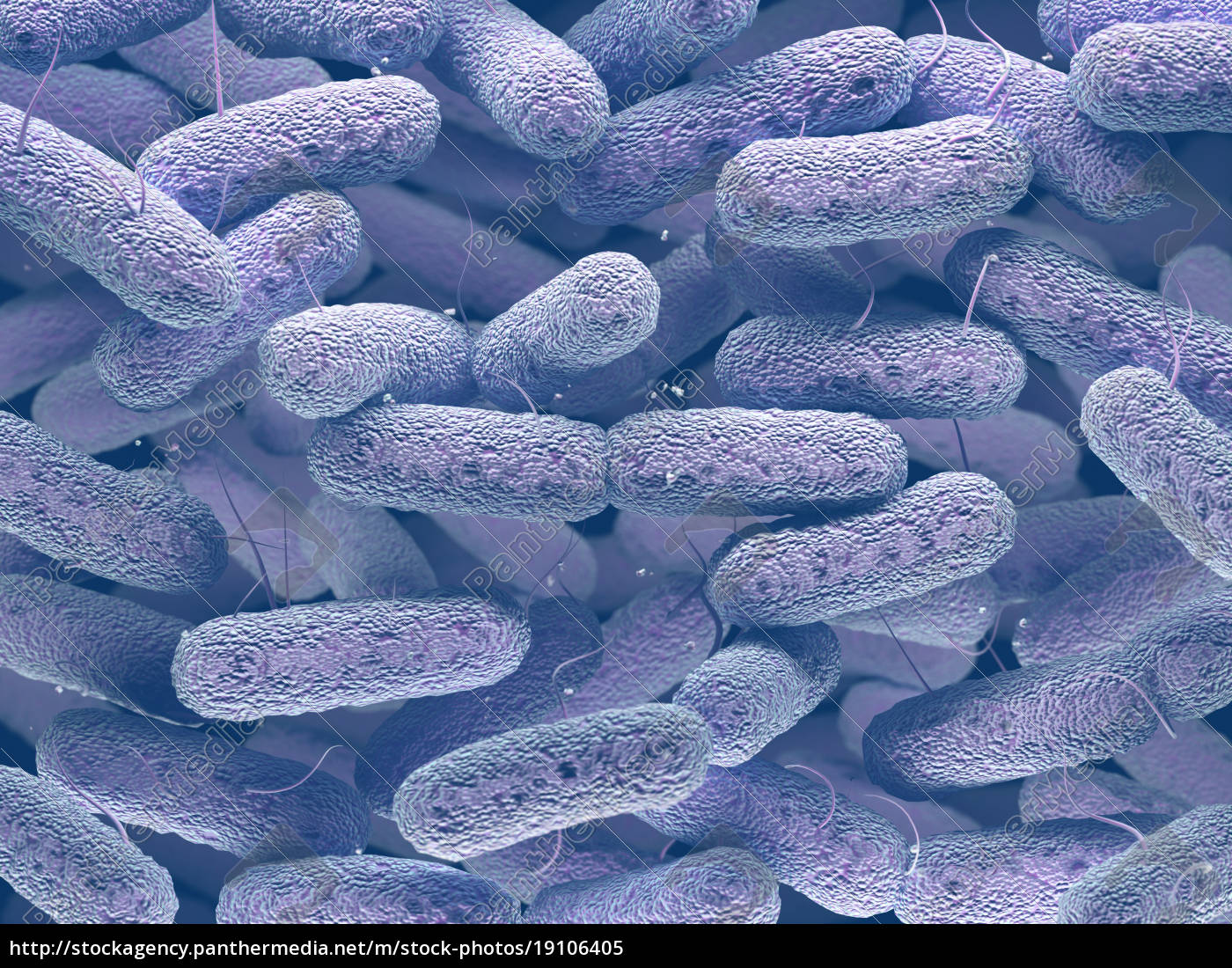 Enterobacteriaceae Bacteria Family - Stock Photo #19106405 