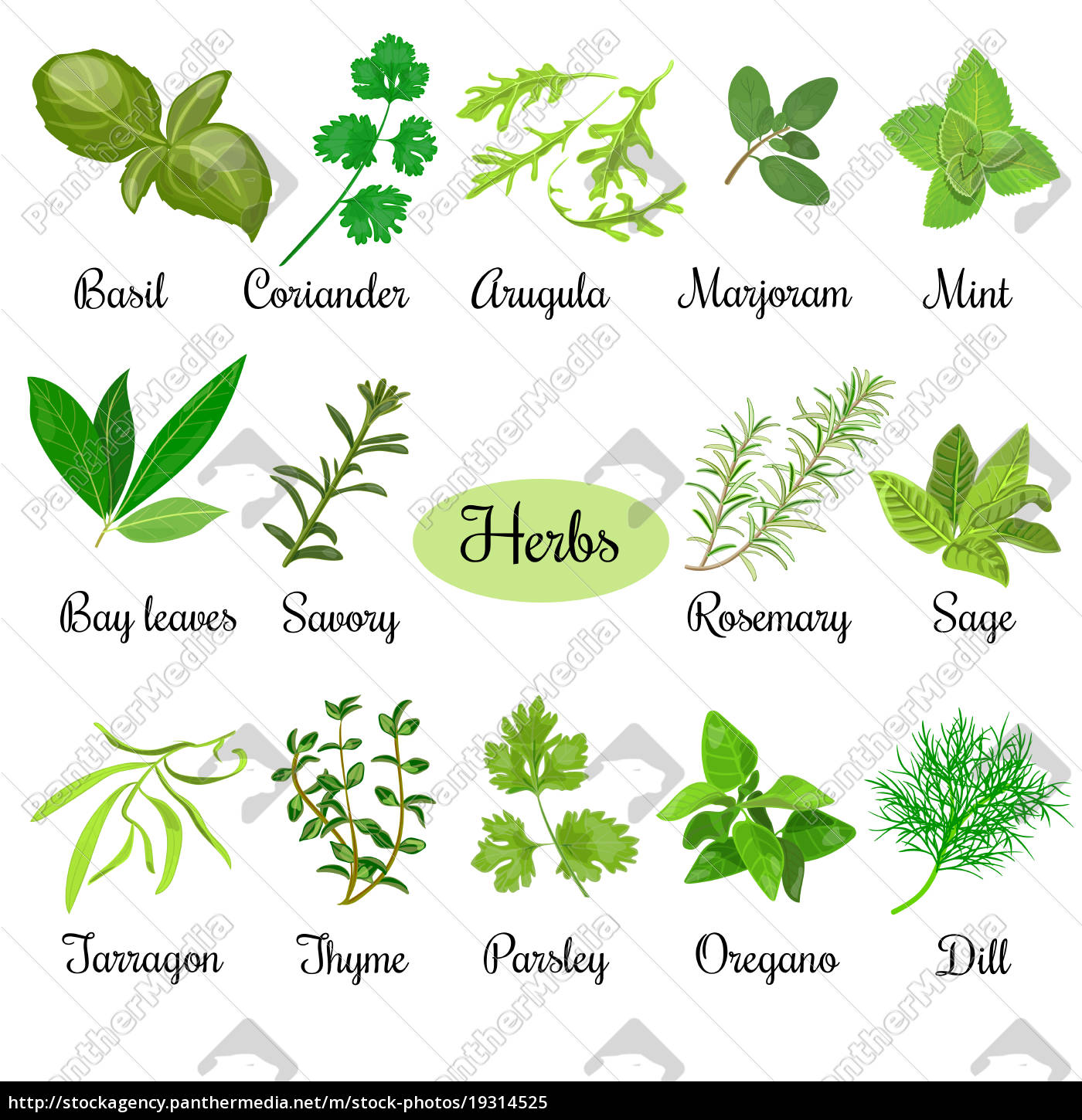 Big set of fresh culinary herbs Royalty free image 19314525