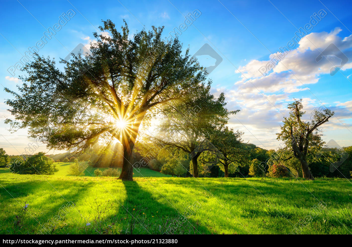 sun is shining through a tree in a rural landscape - Royalty free ...