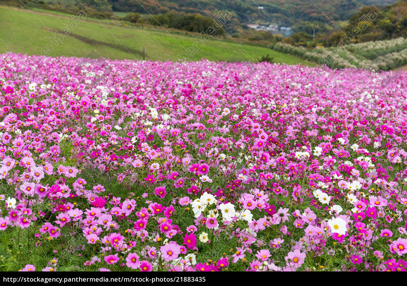 Beautiful Cosmos flower field - Stock Photo - #21883435 | PantherMedia ...