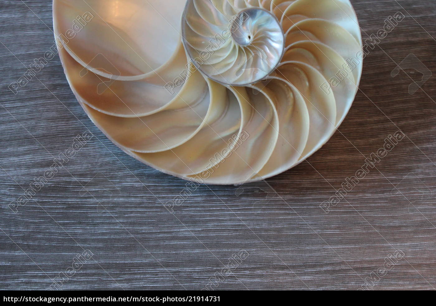 Nautilus Shell Symmetry Fibonacci Half Cross Section Stock Photo Panthermedia Stock Agency