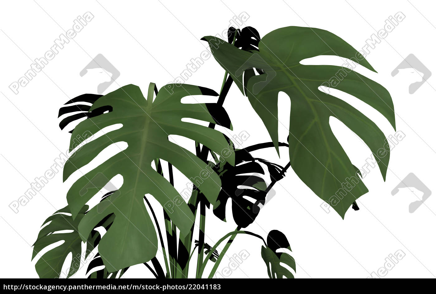 Houseplant Window Leaf Free Royalty Free Image 2411 Panthermedia Stock Agency