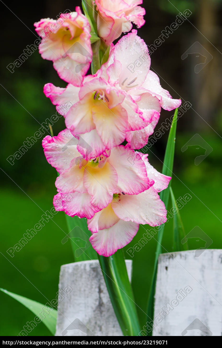 Stock Photo 10 - Light pink gladiolus flower