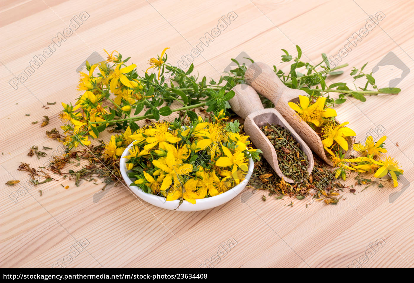 dried and fresh flowering St. John s wort - Royalty free photo ...