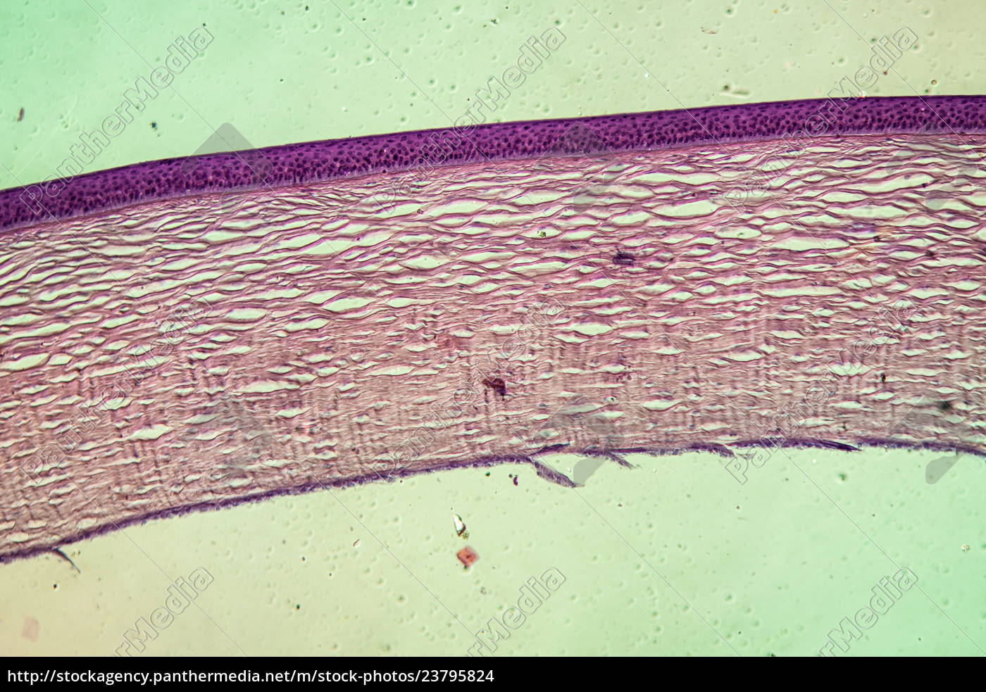 Corneal eye tissue under the microscope 100x - Royalty free photo ...