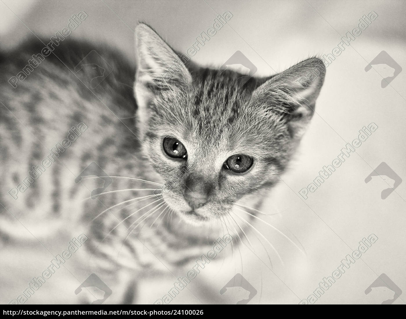 European Shorthair Cat Cub Royalty Free Image 24100026 Panthermedia Stock Agency