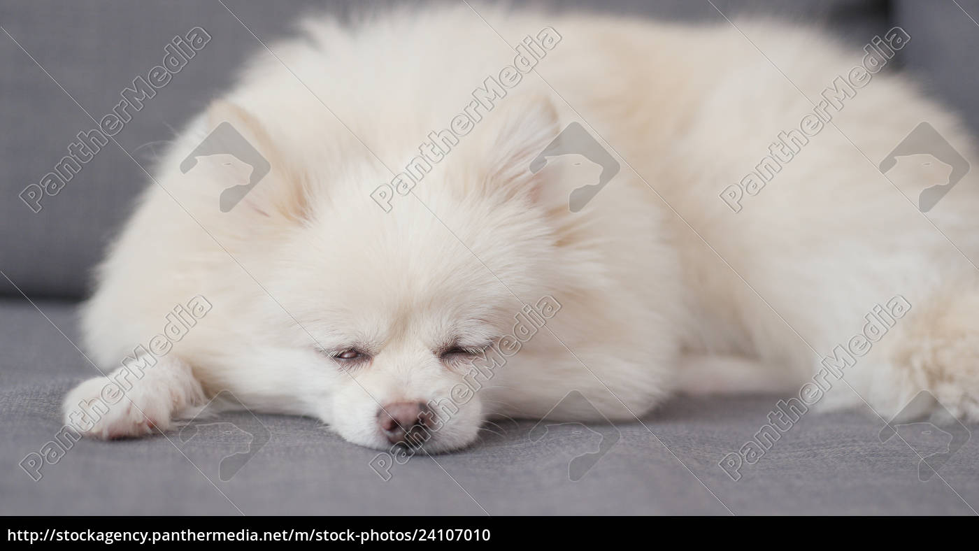 Sleeping Pomeranian Dog At Home Royalty Free Image Panthermedia Stock Agency