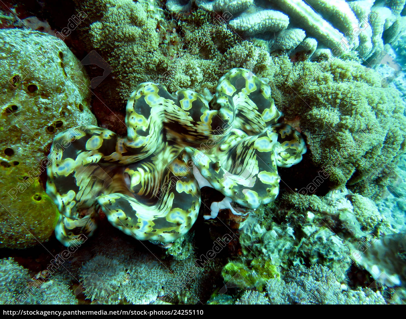 tridacna maxima clam