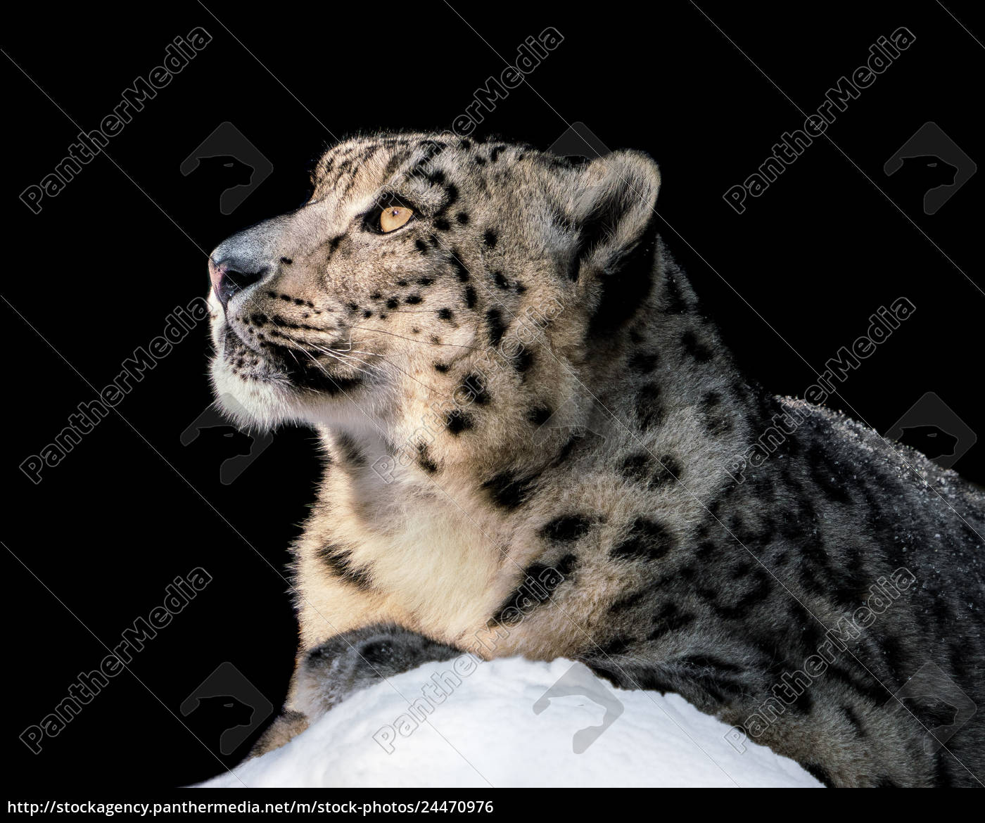 Snow Leopard Free