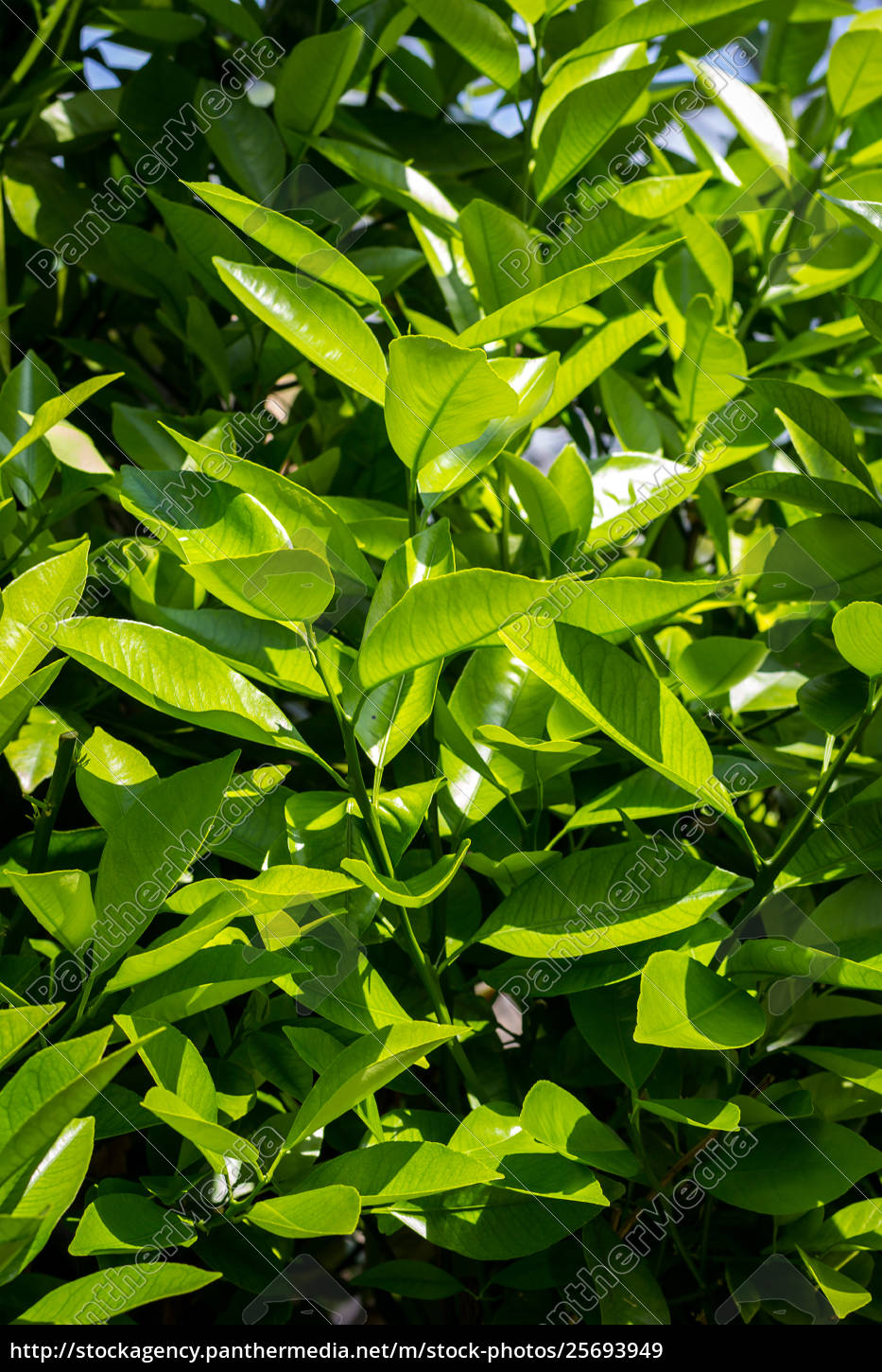 Orange Tree Leaves Exotic Plants Green Patterned Stock Photo Panthermedia Stock Agency