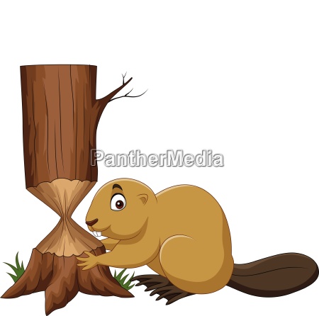 Cartoon beaver cutting tree isolated on white - Royalty free image  #25728825 | PantherMedia Stock Agency