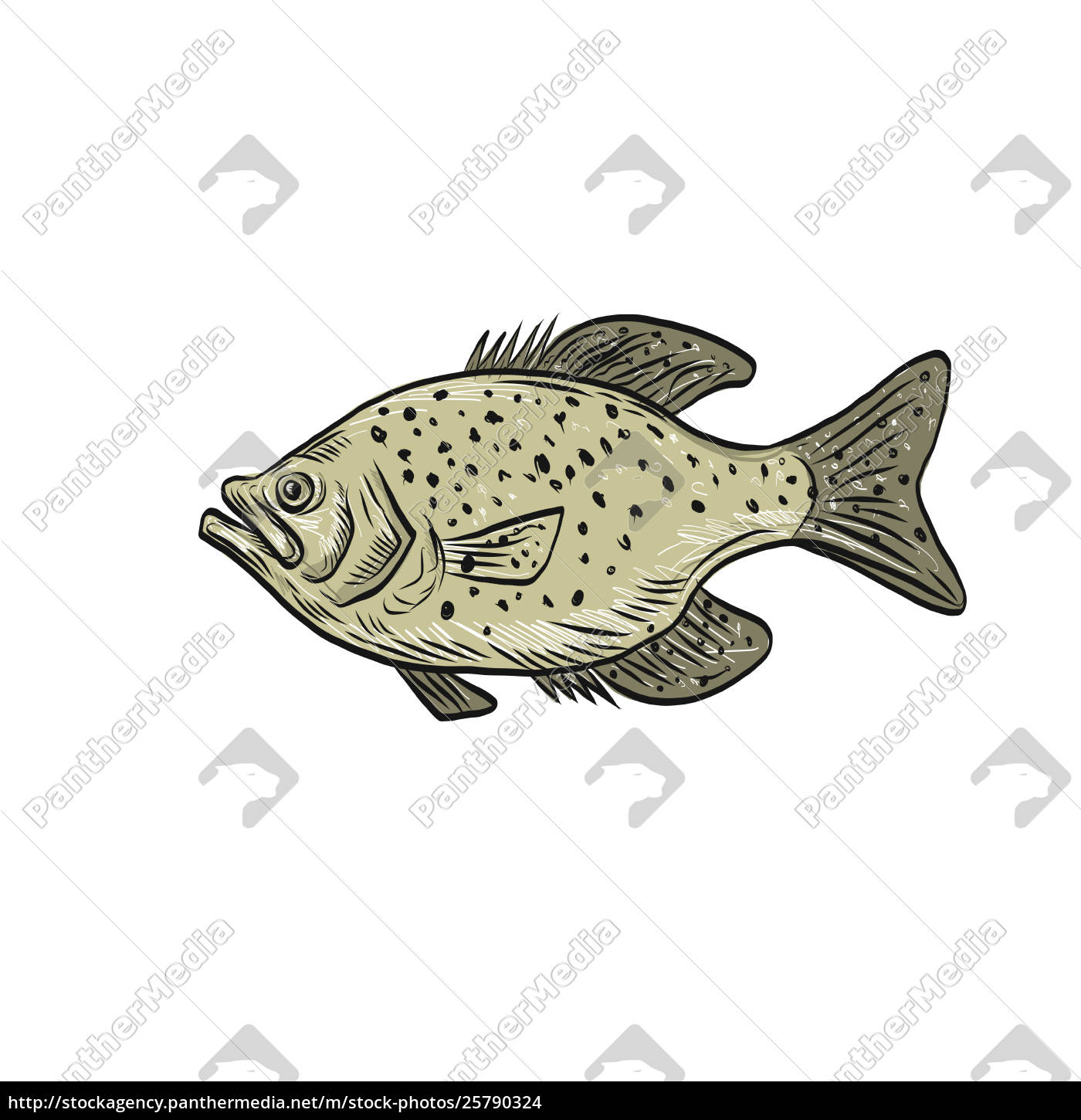 Crappie Fish Side Drawing - Royalty free photo #25790324
