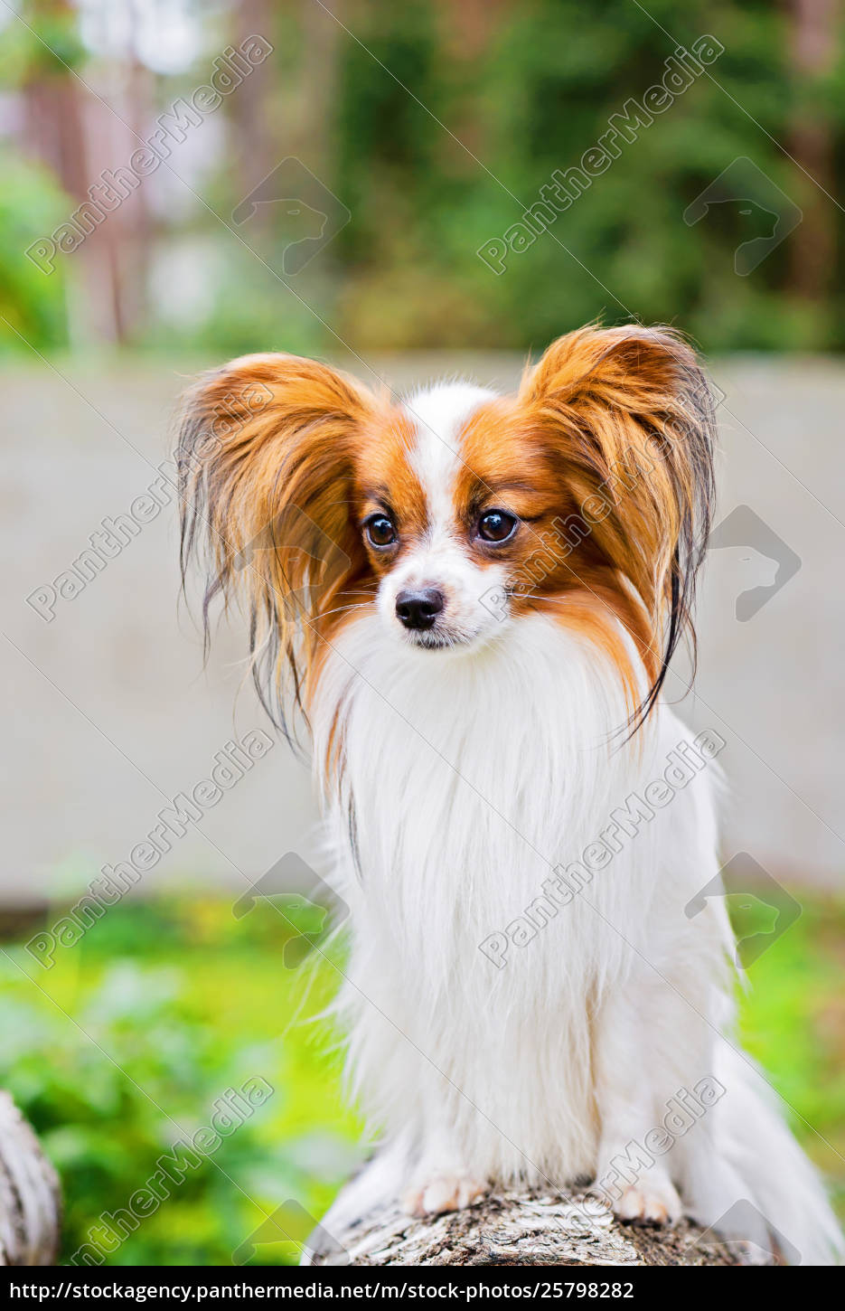 Portrait Of A Papillon Purebreed Dog Stock Image 2579 Panthermedia Stock Agency