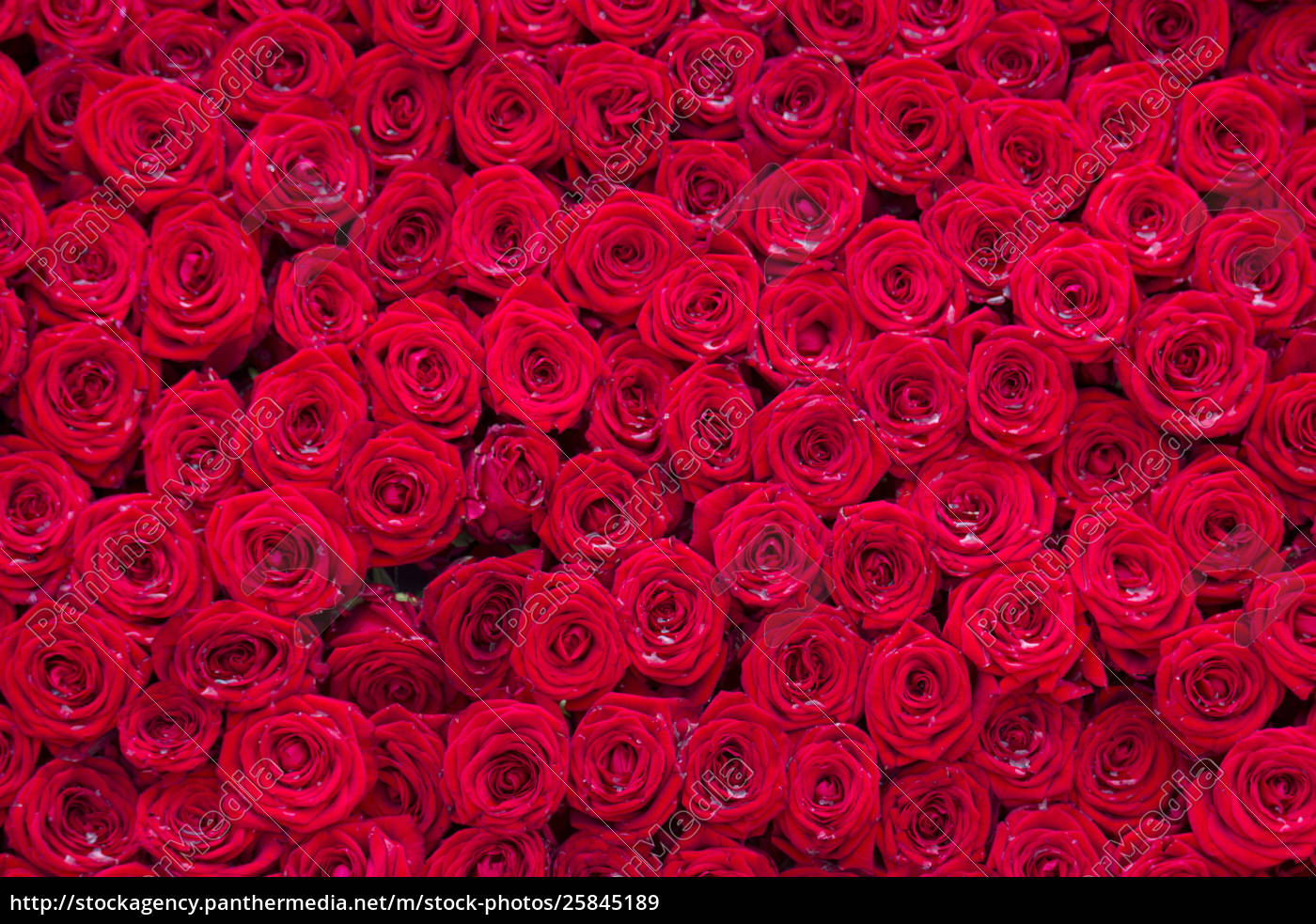 Red Roses Background Royalty Free Image Panthermedia Stock Agency