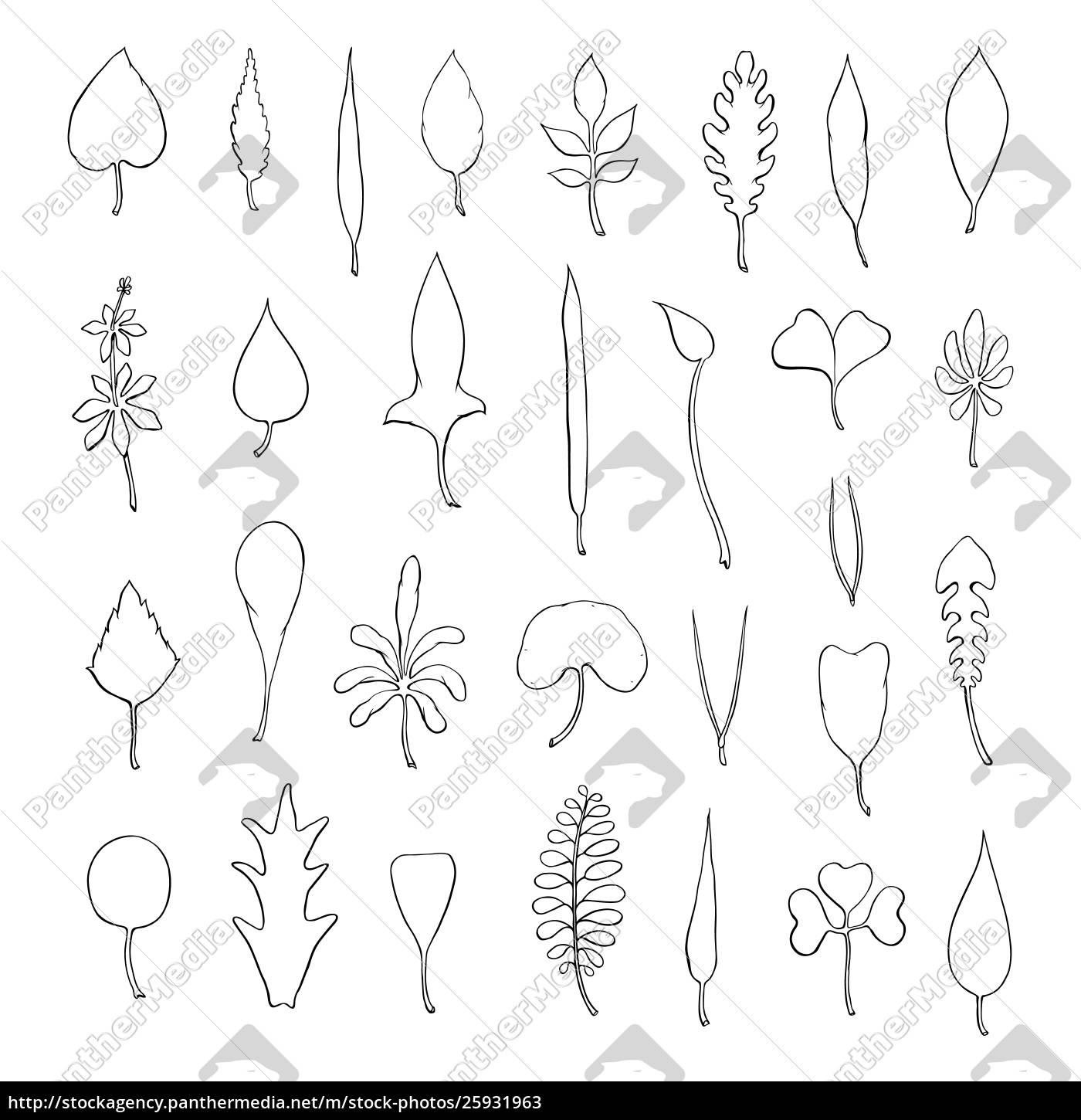 types-of-leaf-outline-leaves-of-different-types-stock-photo