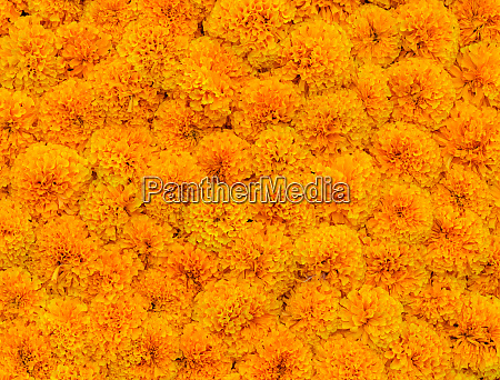 Yellow Marigold flower background - Royalty free image #25985541 |  PantherMedia Stock Agency