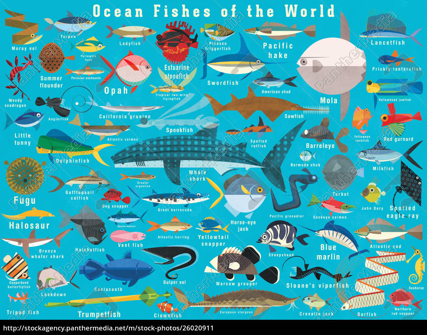 Illustration Of Lots Of Ocean Fish From Around The Rights Managed Image Panthermedia Stock Agency